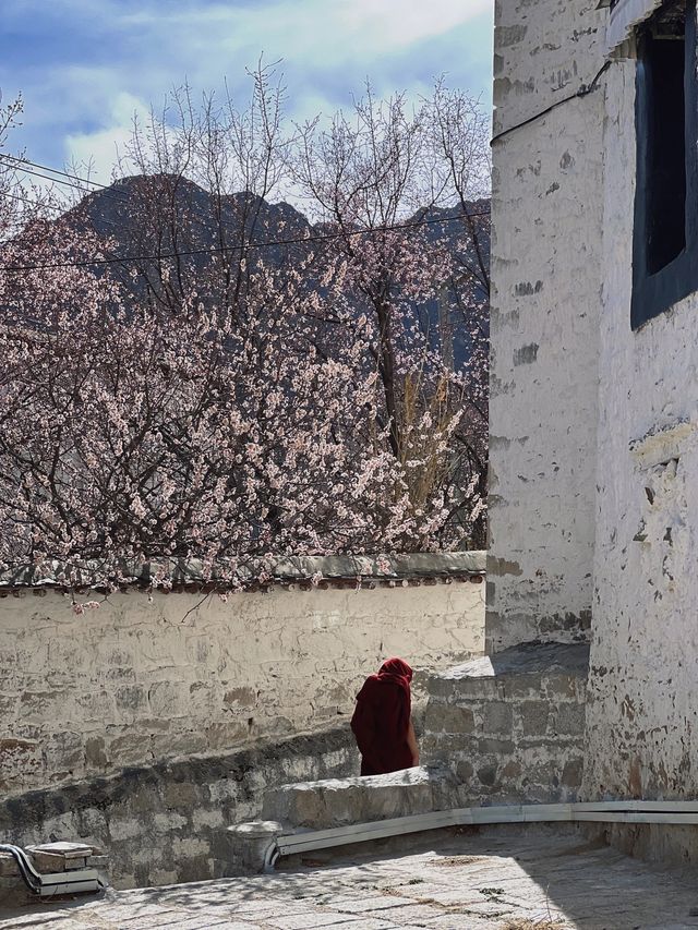 拉薩哲蚌寺，藏區最大寺院,春日賞花秘境