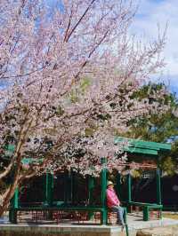 北京賞花｜中山公園這棵山桃花也太美了吧