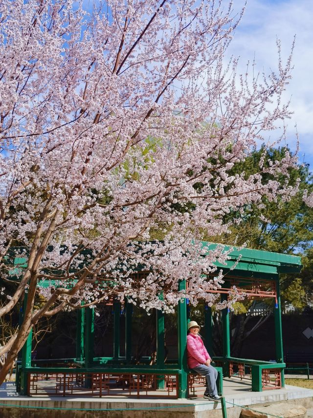 北京賞花｜中山公園這棵山桃花也太美了吧