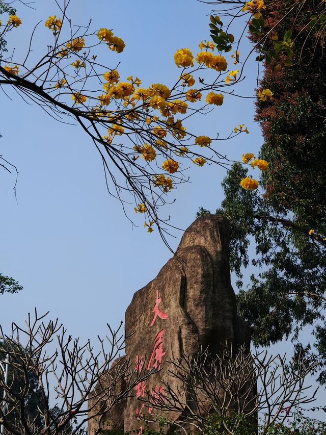 黃風鈴花開季