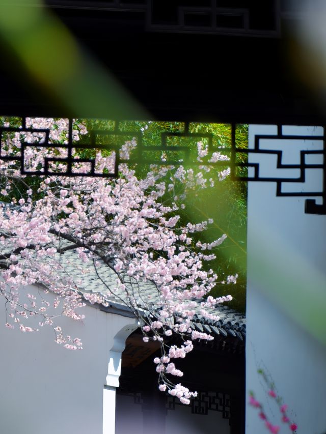 北京都能拍出江南大片丨紫竹院友賢山館