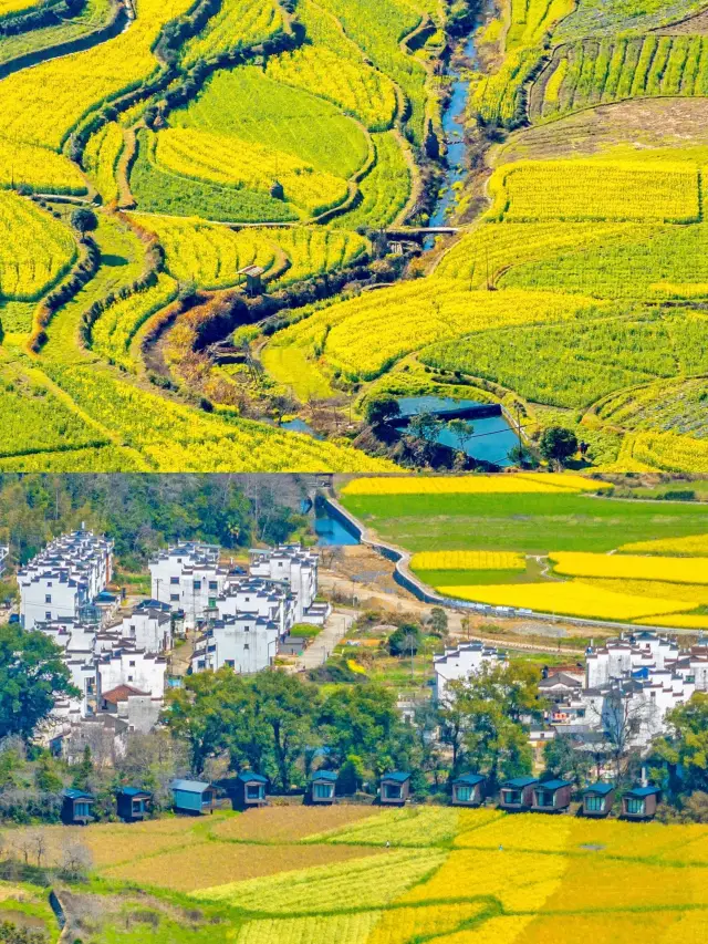 유채꽃 바다 속으로 풍덩! 봄 한정 로맨틱, 우위안 유채꽃