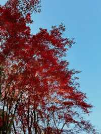 福岡市南公園一日遊｜秋楓與藝術的共舞🍁🏯
