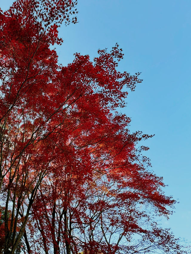 福岡市南公園一日遊｜秋楓與藝術的共舞🍁🏯
