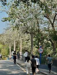 東湖公園梧桐綠道：都市綠色長廊