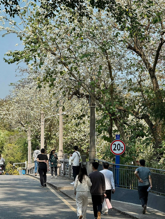 東湖公園梧桐綠道：都市綠色長廊