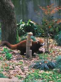 春天就應該去動物園逛逛！上海動物園已經更上一層樓喇