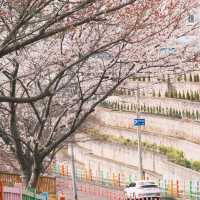 濟州島市內寶藏小眾櫻花打卡路線city walk🌸