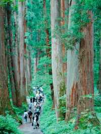 日本景點|絕美杉樹步道！神秘又瑰麗。