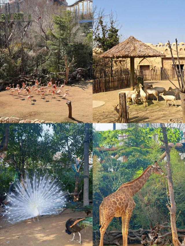 北京出發2小時！勇闖河南版「瘋狂動物城！兩天一夜攻略…
