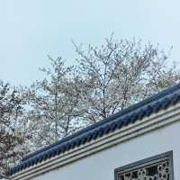 ✨相約一場櫻花的浪漫｜武漢東湖櫻花園🌸