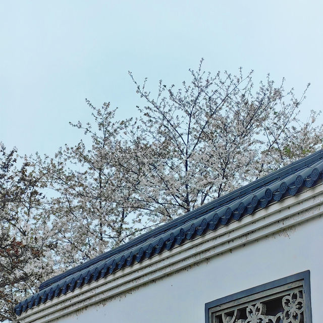 ✨相約一場櫻花的浪漫｜武漢東湖櫻花園🌸