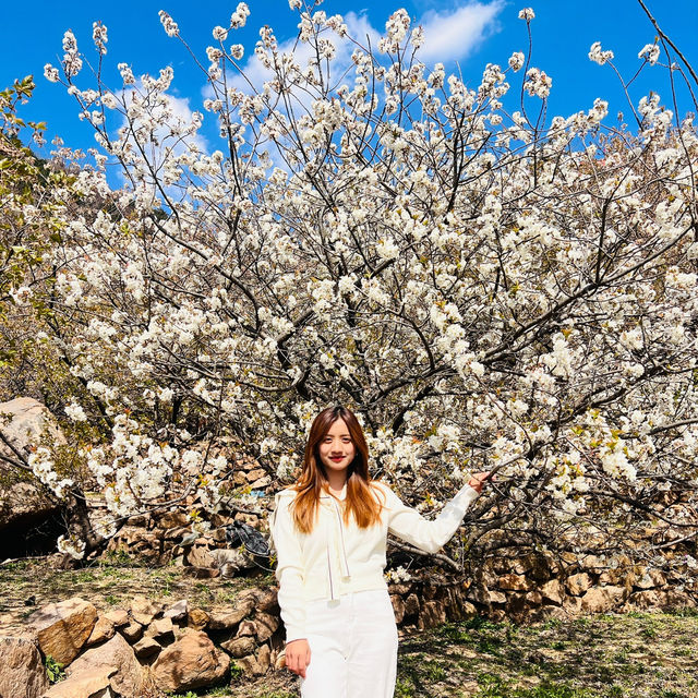 🌸 Springtime Magic at Dalao Cherry Blossom Valley
