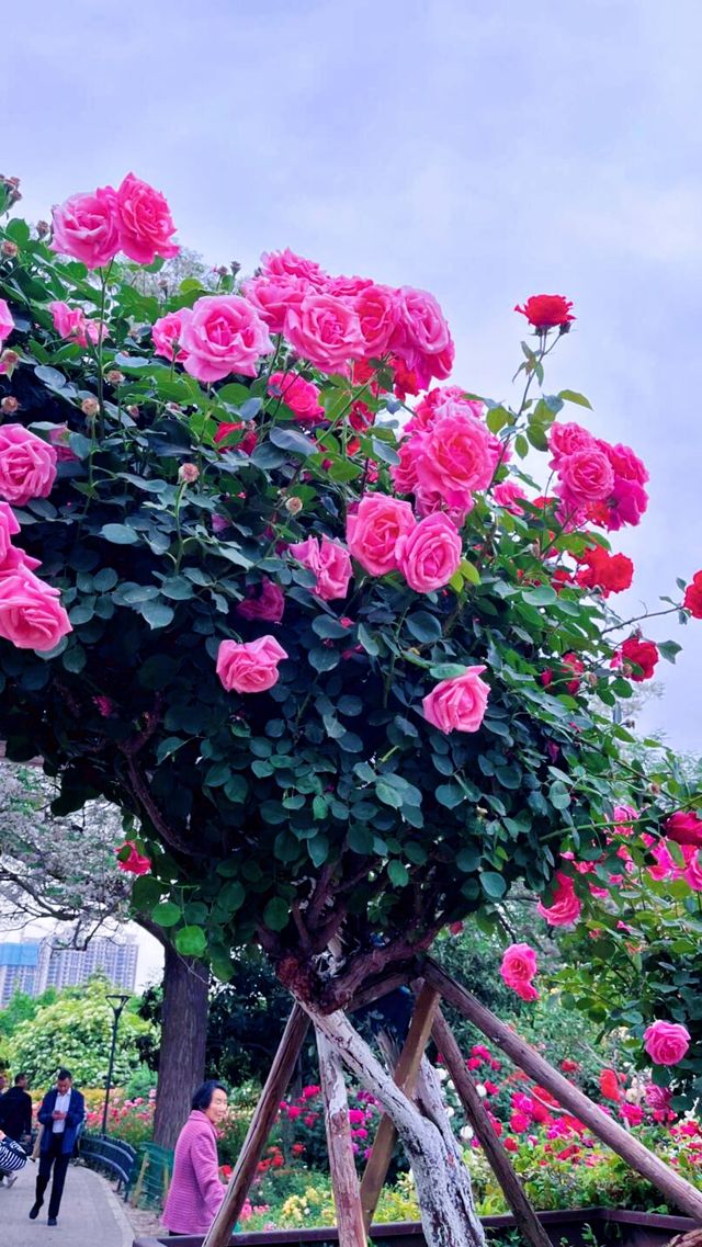 春天一定唔可以錯過嘅月季公園
