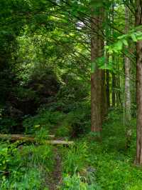 青嶺山徒步攻略｜住進未晞園，探秘荒野古道