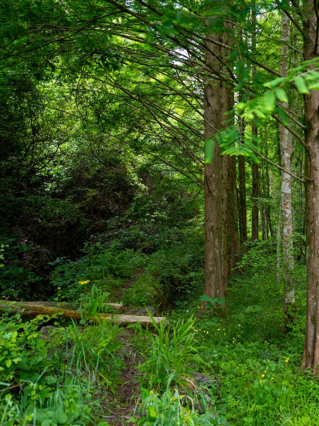 青嶺山徒步攻略｜住進未晞園，探秘荒野古道