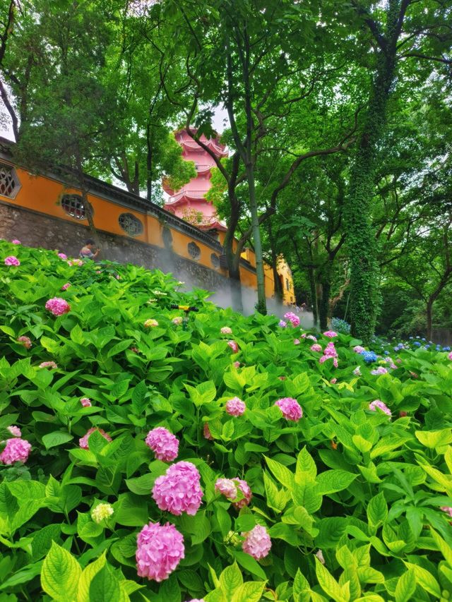 龍光寺繡球記：藏在古寺裡的無盡夏
