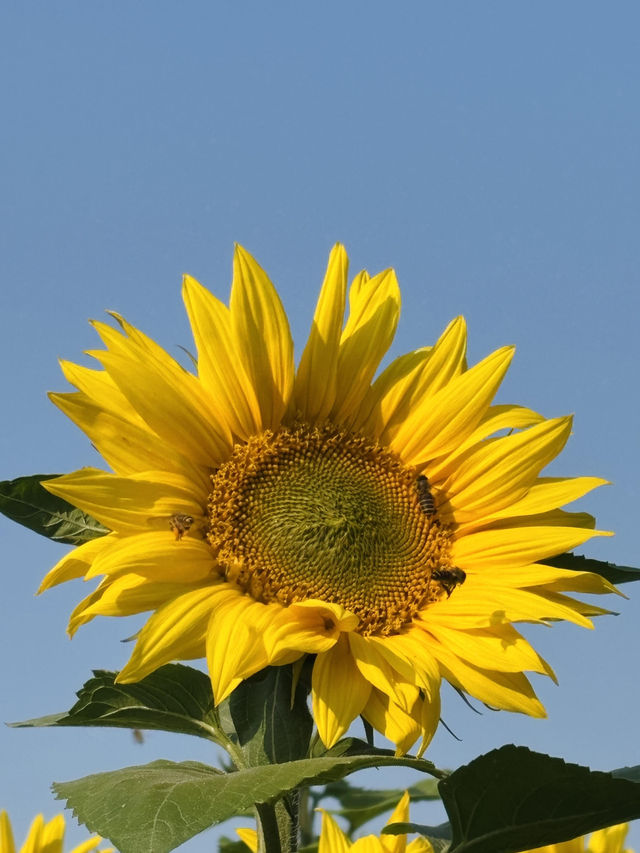 🌻東莞橫瀝葵香園 | 邂逅燦爛向日葵花海