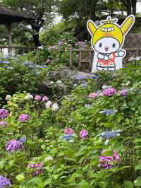 東京賞繡球花 | 多摩川台公園祕境