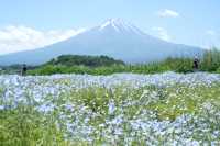 日本｜河口湖 天氣晴