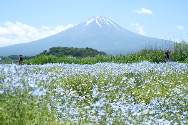 日本｜河口湖 天氣晴