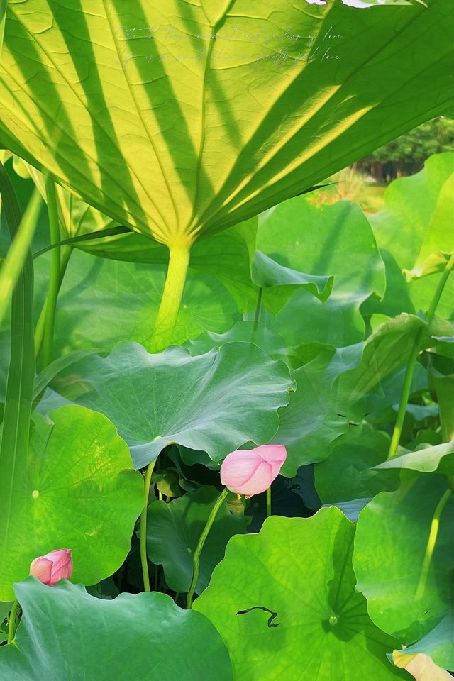 義烏植物園荷花季！美到令人驚嘆！