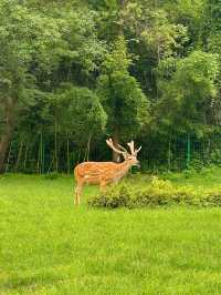 成都1.5小時直達！20℃的夏天邊有人明白啊