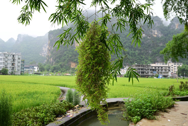 雲霧山中起，仙境數十里！