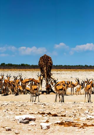 Break free from the ordinary and embark on a wild journey of personalized adventure
