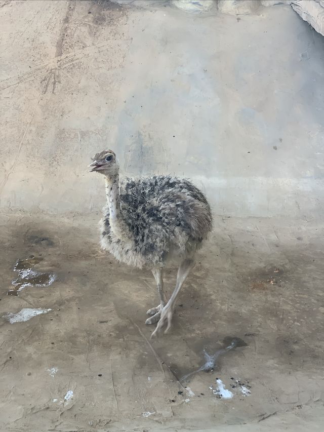 湖州龍之夢動物世界 | 沉浸式親子遊&動物探秘指南