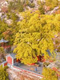 立秋過後，已經開始期待青島嘅秋天了…