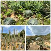 🌵闖入深圳沙漠星球！仙湖仙人掌園全攻略