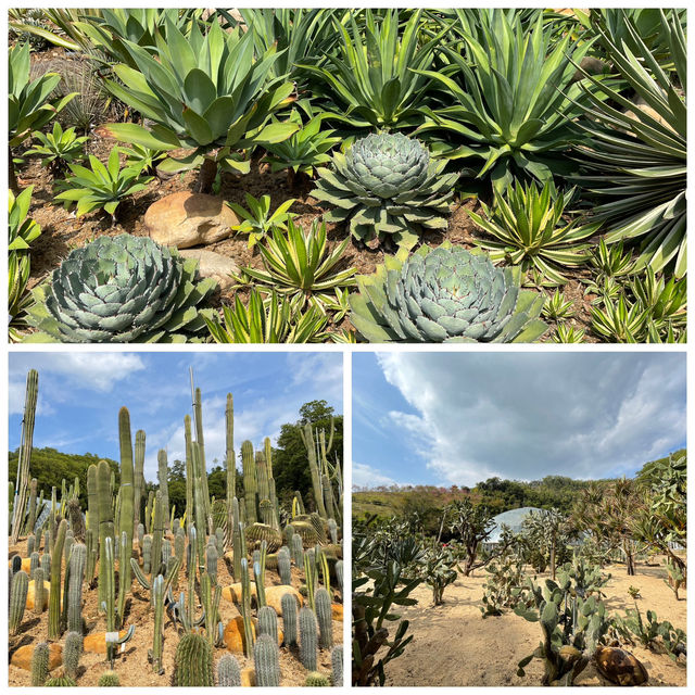 🌵闖入深圳沙漠星球！仙湖仙人掌園全攻略