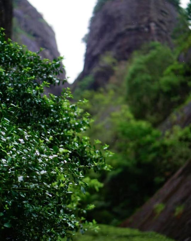 武夷山神仙茶宿不知春齋美到心醉！住進山水畫裡是什麼體驗
