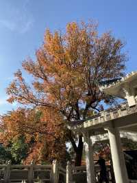 梵天寺楓香染秋紅，錦江品尚伴你尋同安千年禪意