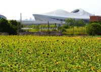 廈門西巖山都市田園，葵花金燦燦開得正艷