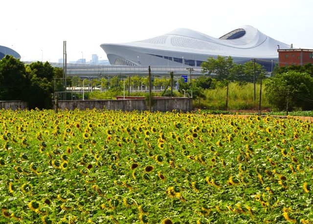 廈門西巖山都市田園，葵花金燦燦開得正艷