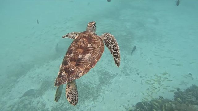 碧海白沙間，赴一場海島烏托邦之約維利甘度島真的是藏在印度洋的私人度假秘境，藍到發光的海水配著細軟白