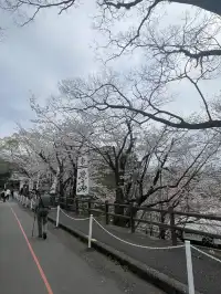 櫻花難民在九州找到了驚喜
