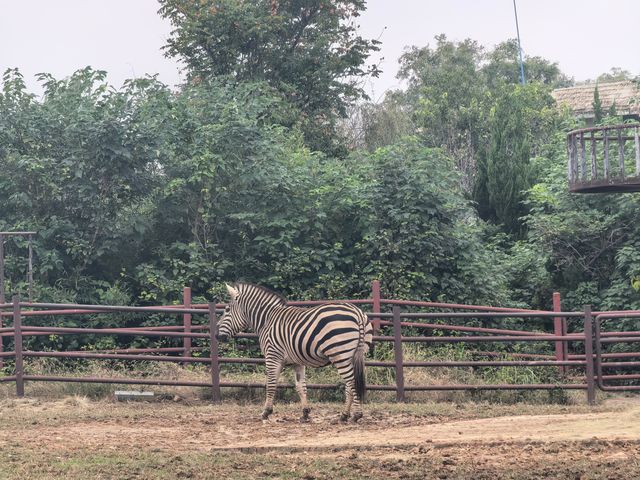#濟南野生動物世界｜與梅花鹿0距離貼貼攻略 自駕+步行雙體驗！保姆級攻略收好！ 濟南野生動物園