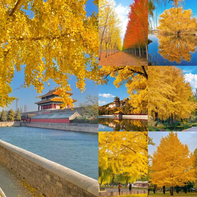 北京秋天打卡地圖這7條路線逛完，才算沒白來！