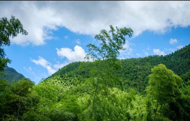 秋日竹林書香的靜謐時光