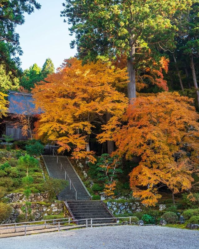 楓葉季限定福井小眾秘境·小濱八寺巡禮攻略