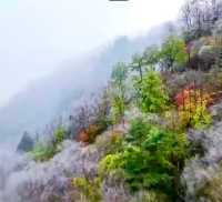 神農頂景區，今秋首場霧淞景觀現身