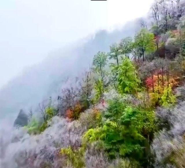 神農頂景區，今秋首場霧淞景觀現身