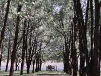 地壇公園｜🩷從史鐵生筆下的「精神原鄉」，逛遍古壇銀杏與歲月