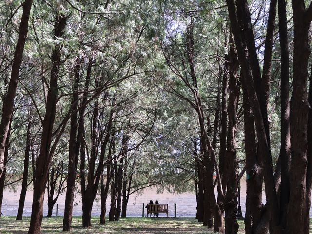 地壇公園｜🩷從史鐵生筆下的「精神原鄉」，逛遍古壇銀杏與歲月