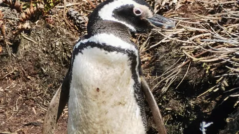 Penguin Paradise Outside the Antarctic Circle: Complete Guide to Gypsy Cove, Stanley — traveler post in Stanley