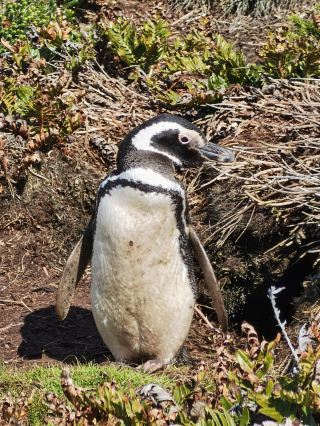 Penguin Paradise Outside the Antarctic Circle: Complete Guide to Gypsy Cove, Stanley