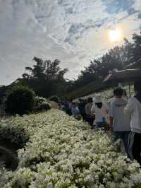 20塊錢玩轉南寧青秀山!花海徒步都太絕了